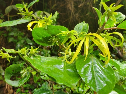สะบันงา · Ylang Ylang · Cananga odorata