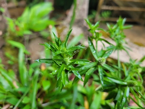 ผักชีฝรั่ง · Mexican Culantro · Eryngium foetidum