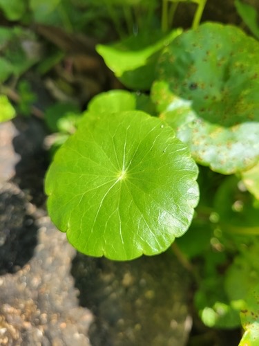 แว่นแก้วช่อฉัตร · Whorled Pennywort · Hydrocotyle verticillata