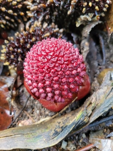กากหมากตาฤๅษี · fungus root · Balanophora fungosa