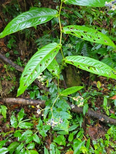 พญาดง · China knotweed · Persicaria chinensis