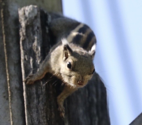 กระเล็นขนปลายหูสั้น · Himalayan Striped Squirrel · Tamiops mcclellandii