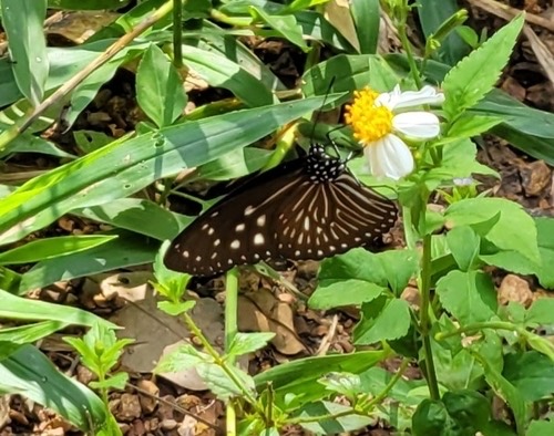 ผีเสื้อจรกาเมียลาย · Striped Blue Crow · Euploea mulciber