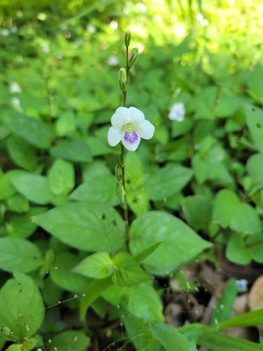 หญ้าใบพริก · African Coromandel · Asystasia intrusa