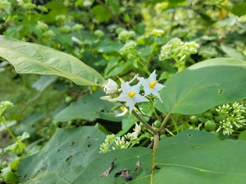 มะเขือพวง · Turkey Berry · Solanum torvum