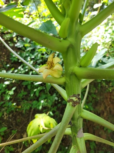 มะละกอ · Papaya · Carica papaya