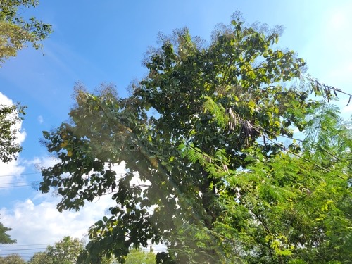 สัก · Teak · Tectona grandis