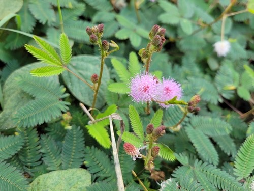 ไมยราบ · Sensitive Plant · Mimosa pudica
