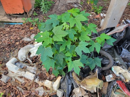 คะน้าเม็กซิโก · Tree Spinach · Cnidoscolus aconitifolius