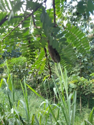 มะขาม · Tamarind · Tamarindus indica