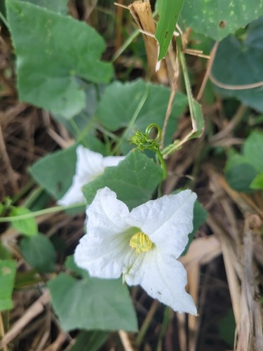 ตำลึง · Ivy gourd · Coccinia grandis
