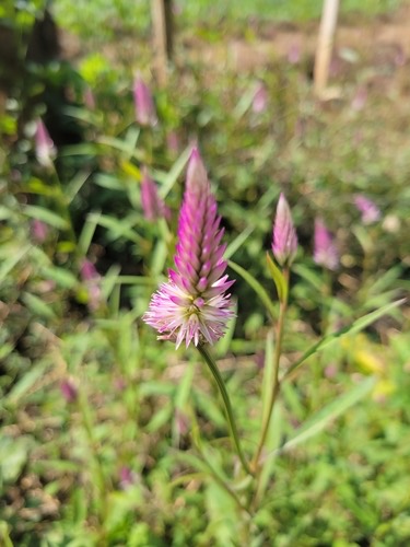 หงอนไก่ · Quail Grass · Celosia argentea