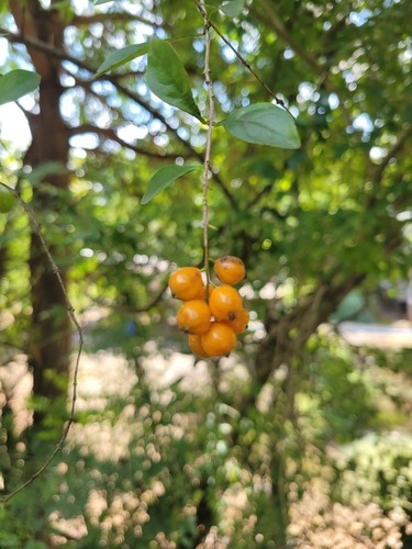 เทียนหยด · Skyflower · Duranta erecta