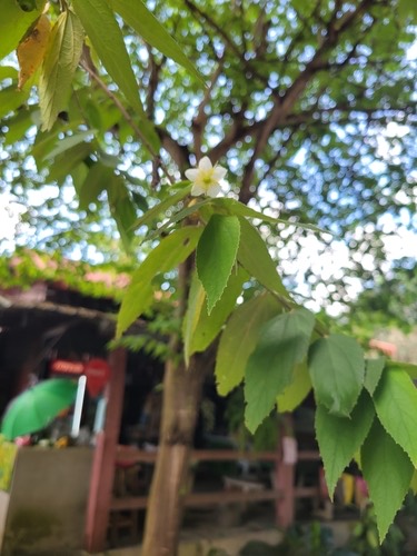 ตะขบฝรั่ง · calabur tree · Muntingia calabura