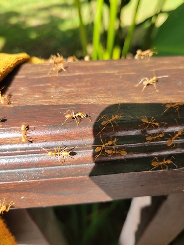 มดแดง · Asian Weaver Ant · Oecophylla smaragdina