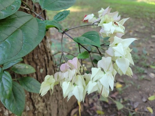 มังกรคาบแก้ว · Bleeding glorybower · Clerodendrum thomsoniae