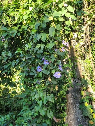 รางจืด · Blue Trumpet Vine · Thunbergia laurifolia