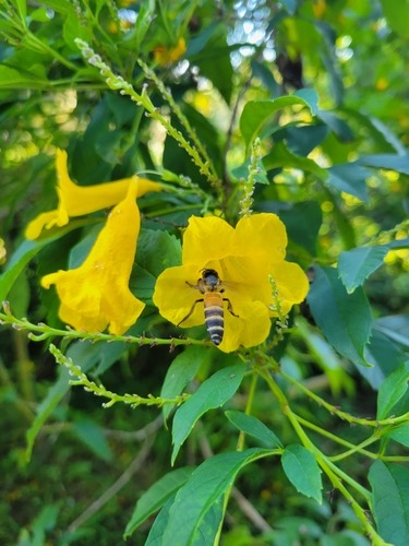 ผึ้งหลวง · Giant Honey Bee · Apis dorsata