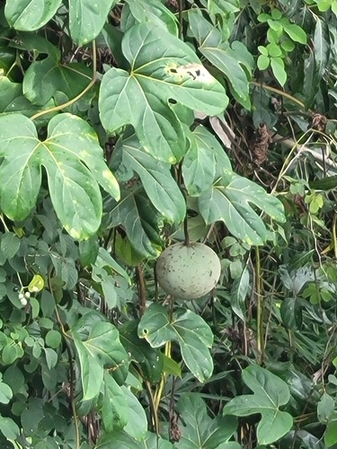 มะกิ้ง · Lard Seed · Hodgsonia macrocarpa