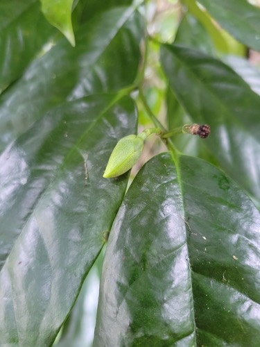 จำปูน · Anaxagorea javanica