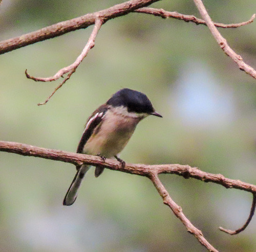 นกเขนน้อยปีกแถบขาว · Bar-winged Flycatcher-shrike · Hemipus picatus