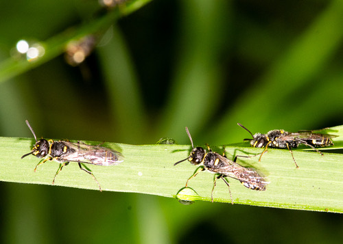 Philanthus nepalensis