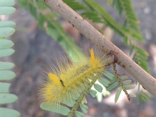 Grote's Tussock Moth · Calliteara grotei