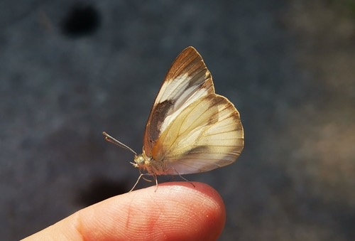 ผีเสื้อหนอนใบกุ่มเส้นดำ · Striped Albatross · Appias libythea