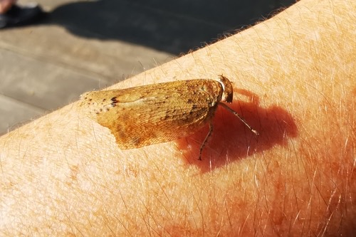 Messena nebulosa