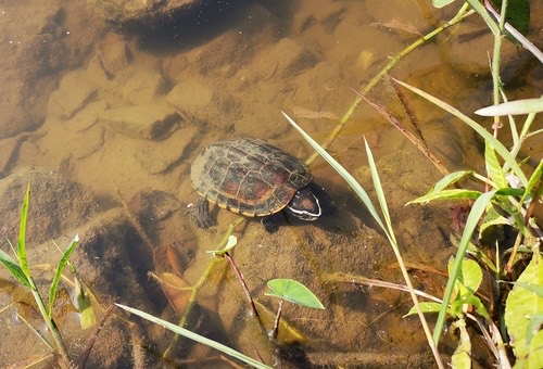 เต่านา · Malayan Snail-eating Turtle · Malayemys macrocephala