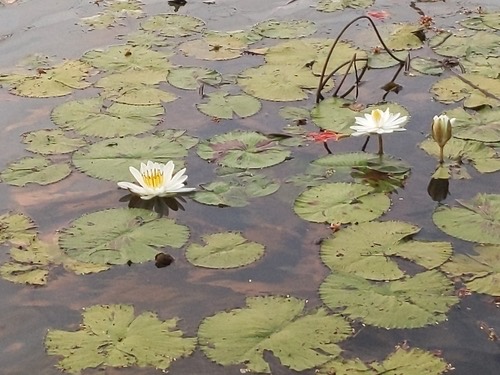 Hairy water-lily · Nymphaea pubescens