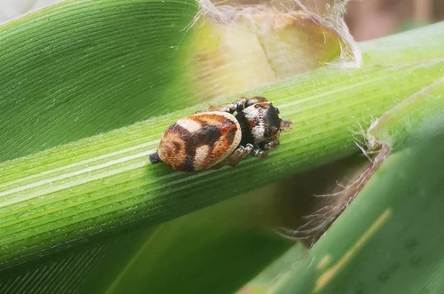 Ptocasius strupifer