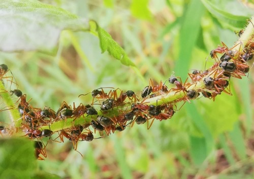 Dolichoderus feae