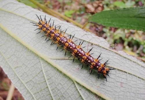 ผีเสื้อหนอนหนามปีกเหลือง · Yellow Coster · Telchinia issoria
