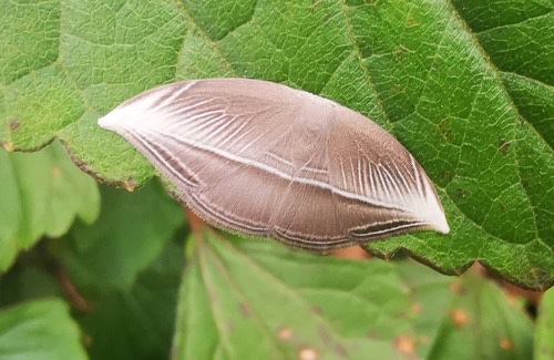 Microblepsis leucosticta