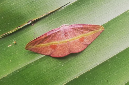 Hypochrosis iris