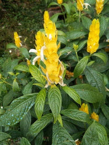 เหลืองคีรีบูน · golden shrimp plant · Pachystachys lutea