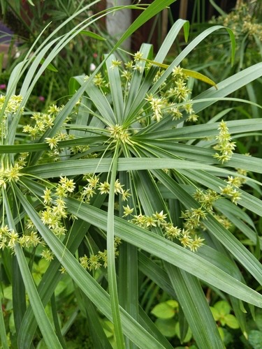 กกรังกา · Umbrella Papyrus · Cyperus alternifolius