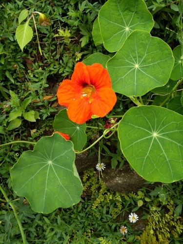 garden nasturtium · Tropaeolum majus
