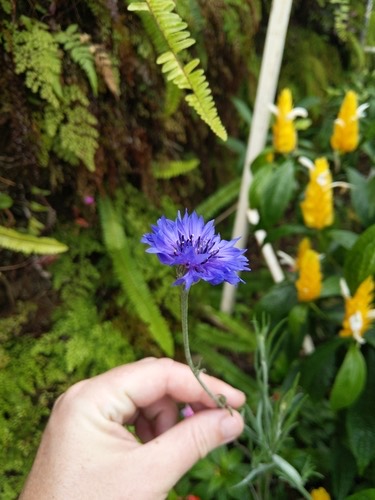 Cornflower · Centaurea cyanus