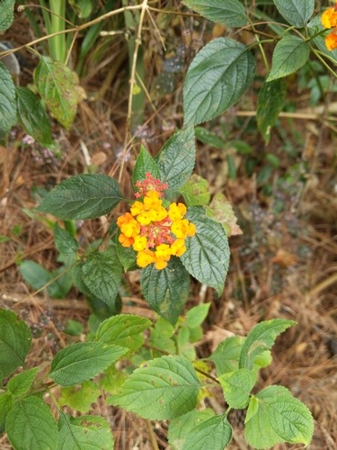 ผกากรอง · common lantana · Lantana camara