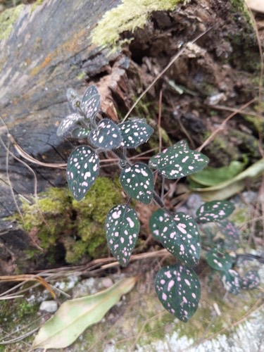 ละอองดาว · Polka Dot Plant · Hypoestes phyllostachya