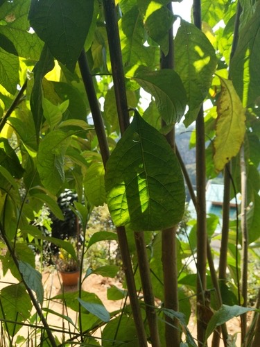 ป่าช้าหมอง · River Bittertea · Gymnanthemum amygdalinum