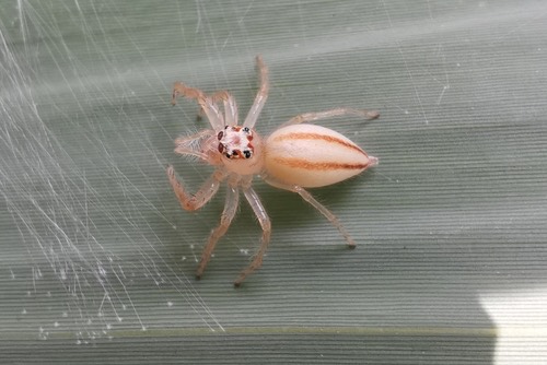 แมงมุมกระโดดหัวแหวนทับทิม · Two-striped Telamonia · Telamonia dimidiata