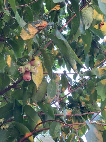 ชมพู่แก้มแหม่ม · Wax Apple · Syzygium samarangense