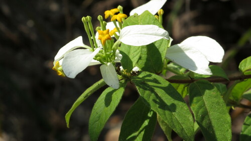 Splash-of-white · Mussaenda pubescens