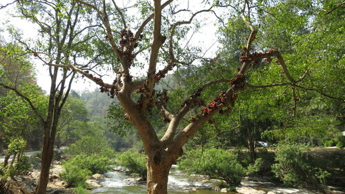 มะเดื่ออุทุมพร · Cluster Fig · Ficus racemosa
