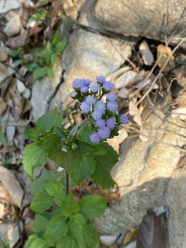 สาบแร้งสาบกา · billygoat weed · Ageratum conyzoides