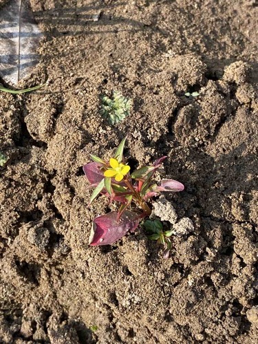 เทียนนา · Seedbox · Ludwigia hyssopifolia