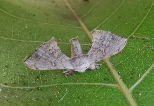 Ocinara albicollis